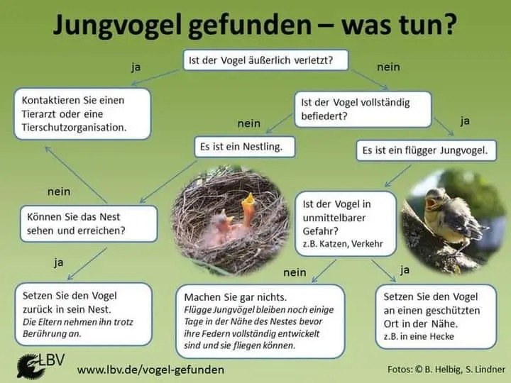 Jungvogel